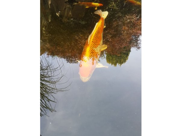 foto nr. 3 van deze Koi Overige , 