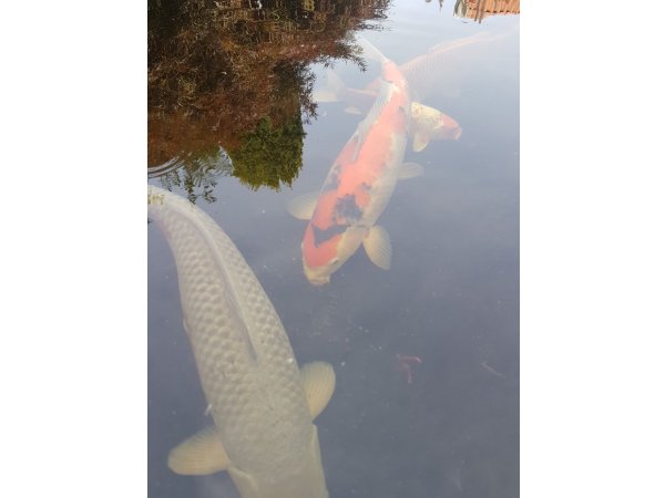 foto nr. 4 van deze Koi Overige , 