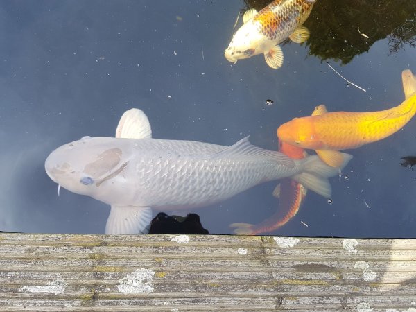 foto nr. 2 van deze Koi Overige , 