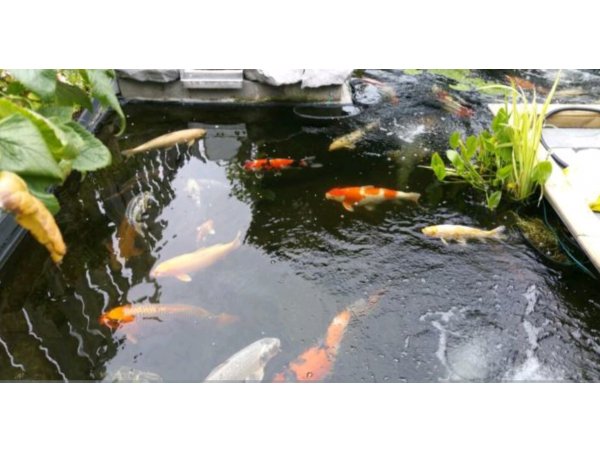 foto nr. 1 van deze Koi Overige , 