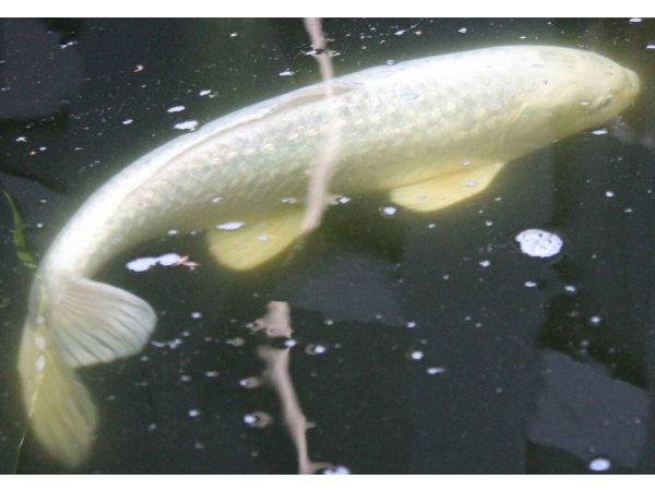 foto nr. 2 van deze Koi Doitsu Platinum Ogon , 