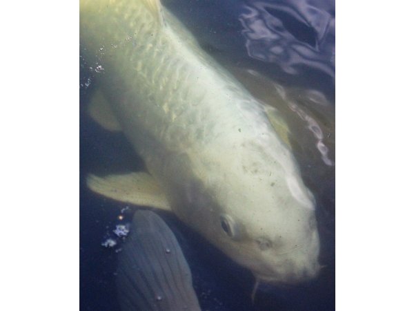 foto nr. 1 van deze Koi Doitsu Platinum Ogon , 