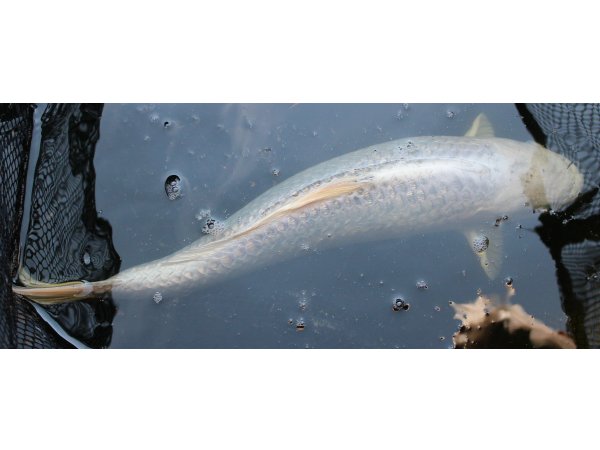 foto nr. 3 van deze Koi Doitsu Platinum Ogon , 