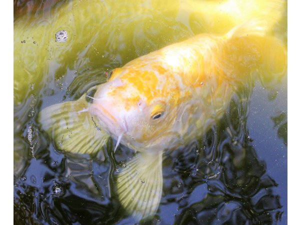 foto nr. 1 van deze Koi Yamabuki Ogon , 