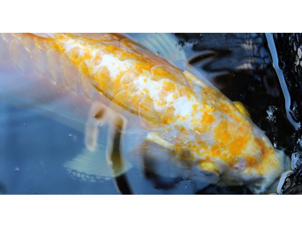 foto nr. 3 van deze Koi Yamabuki Ogon , 