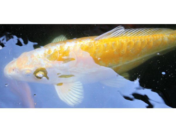 foto nr. 2 van deze Koi Yamabuki Ogon , 