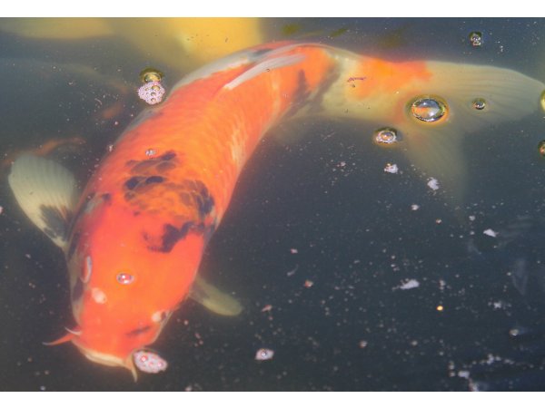 foto nr. 2 van deze Koi Hi Showa , 