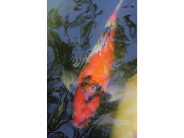 foto nr. 3 van deze Koi Hi Showa , 