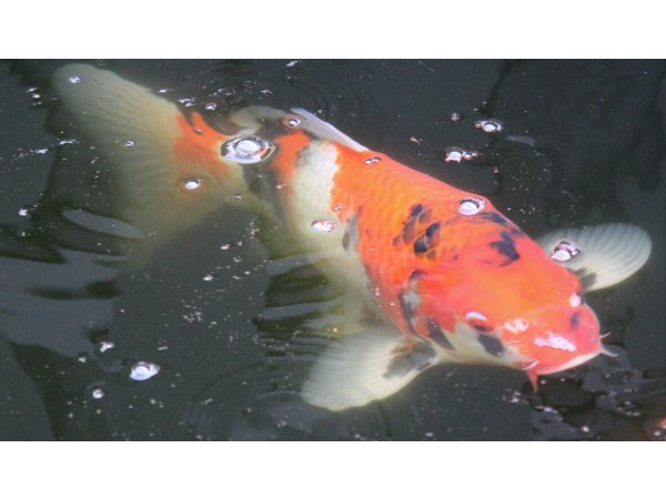 foto nr. 1 van deze Koi Hi Showa , 