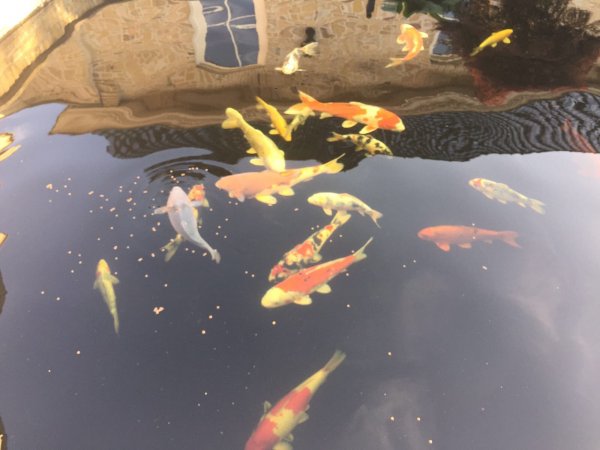 foto nr. 2 van deze Koi Overige , 