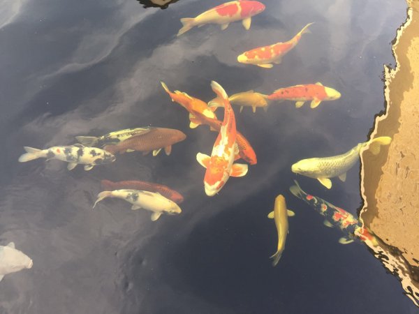 foto nr. 7 van deze Koi Overige , 