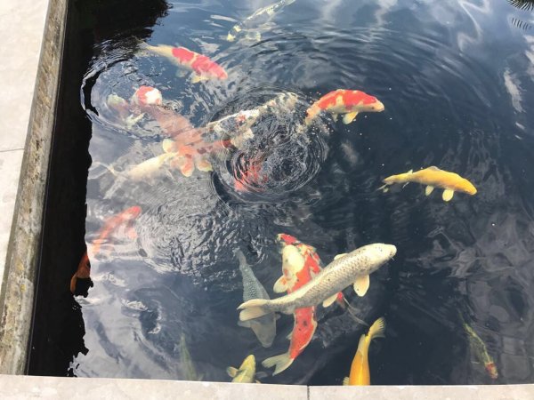 foto nr. 4 van deze Koi Overige , 