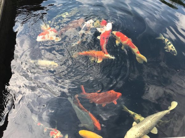 foto nr. 3 van deze Koi Overige , 