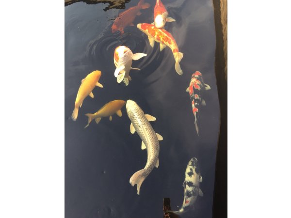 foto nr. 5 van deze Koi Overige , 