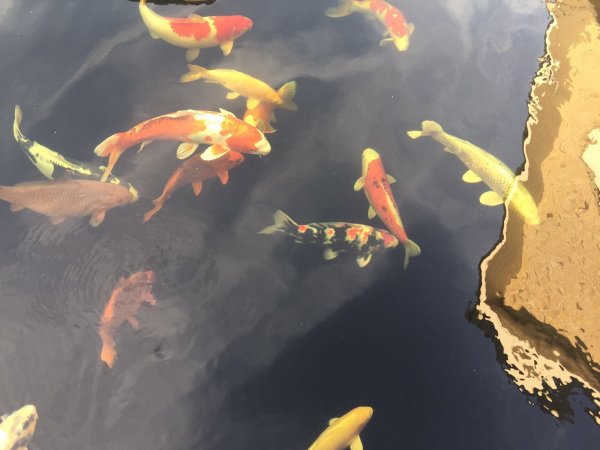 foto nr. 6 van deze Koi Overige , 