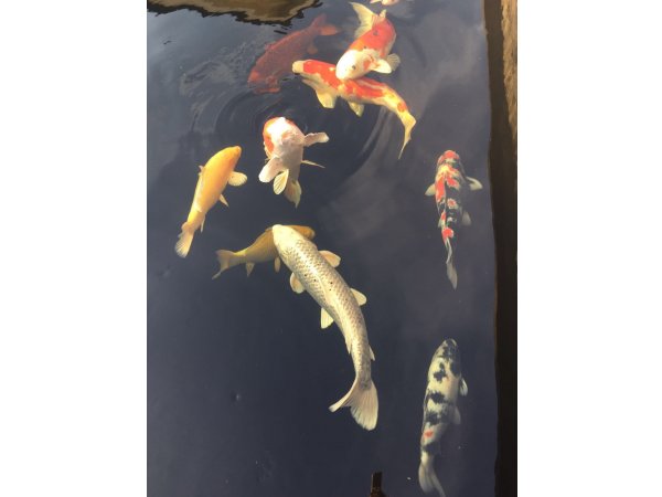 foto nr. 1 van deze Koi Overige , 