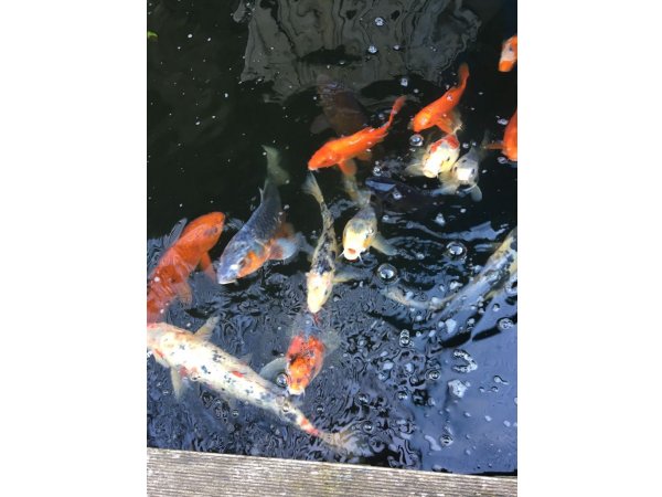 foto nr. 1 van deze Koi Overige , 