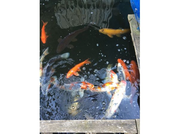 foto nr. 2 van deze Koi Overige , 