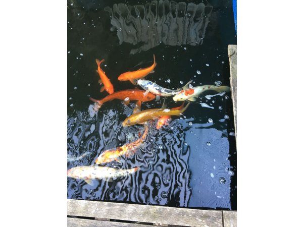 foto nr. 3 van deze Koi Overige , 