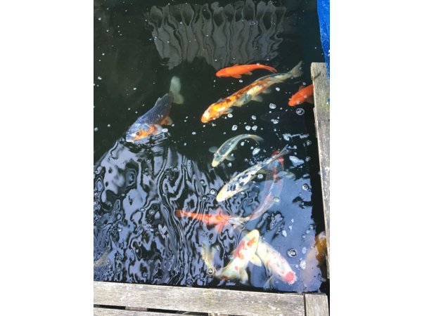 foto nr. 4 van deze Koi Overige , 