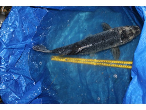 foto nr. 2 van deze Koi Overige , 