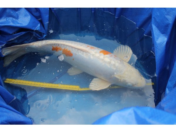 foto nr. 1 van deze Koi Overige , 