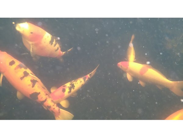 foto nr. 9 van deze Koi Overige , 