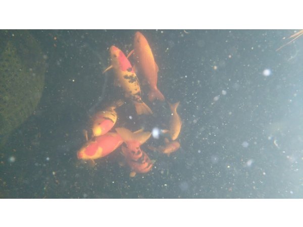 foto nr. 1 van deze Koi Overige , 