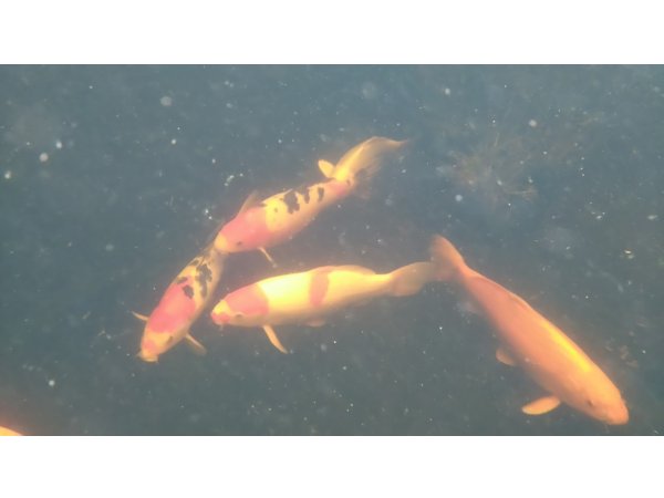 foto nr. 7 van deze Koi Overige , 