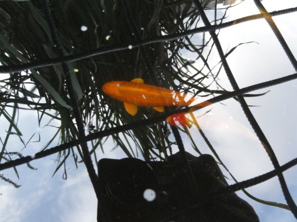 foto nr. 8 van deze Koi Overige , 