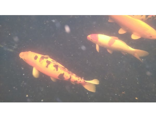 foto nr. 6 van deze Koi Overige , 