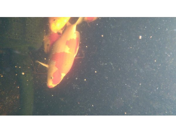 foto nr. 3 van deze Koi Overige , 