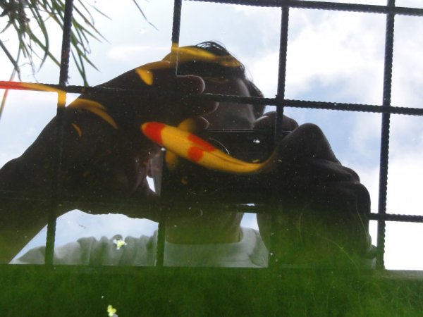 foto nr. 10 van deze Koi Overige , 