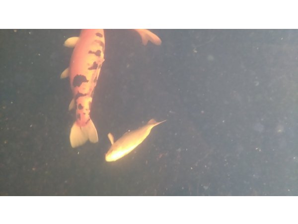 foto nr. 4 van deze Koi Overige , 