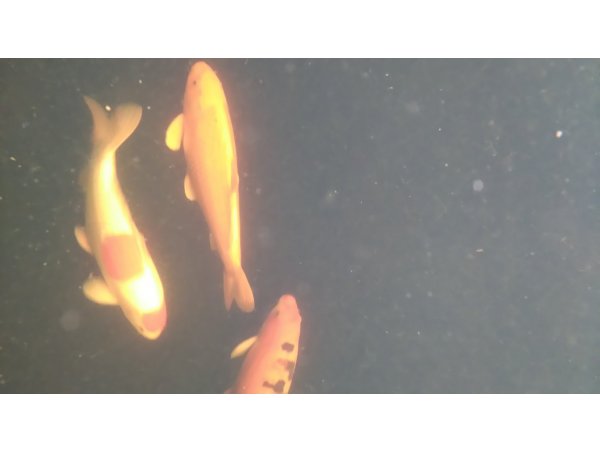 foto nr. 5 van deze Koi Overige , 