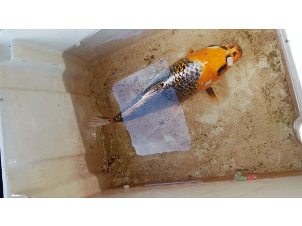 foto nr. 1 van deze Koi Overige , 