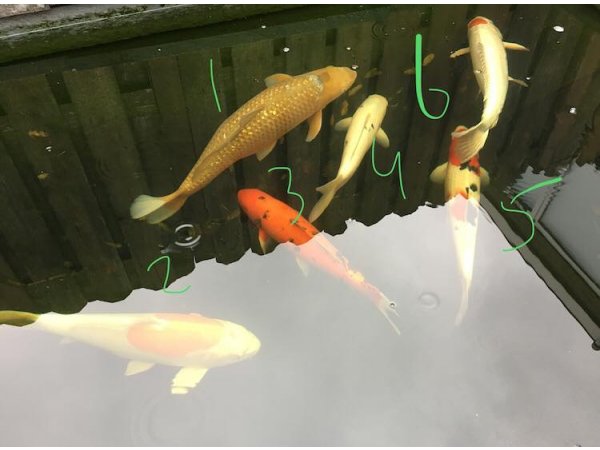 foto nr. 1 van deze Koi Overige , 