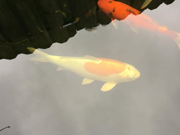 foto nr. 5 van deze Koi Overige , 