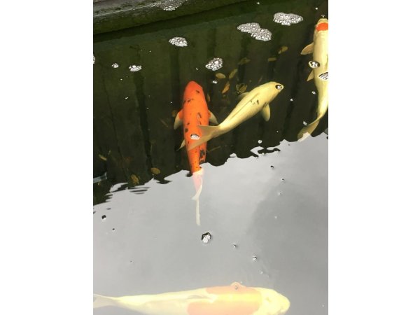 foto nr. 9 van deze Koi Overige , 