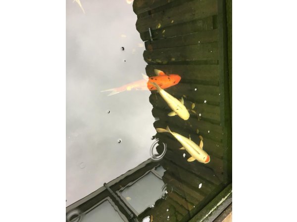 foto nr. 10 van deze Koi Overige , 