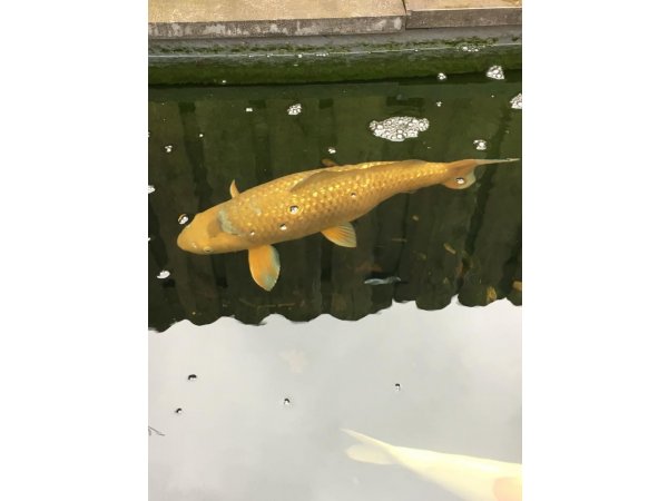 foto nr. 2 van deze Koi Overige , 