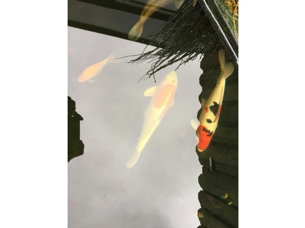 foto nr. 3 van deze Koi Overige , 
