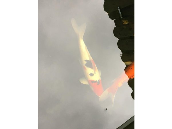 foto nr. 7 van deze Koi Overige , 