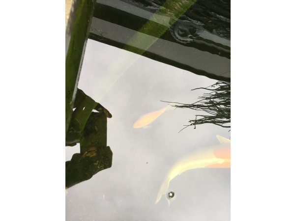foto nr. 4 van deze Koi Overige , 