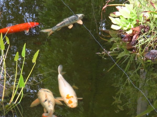 foto nr. 3 van deze Koi Overige , 