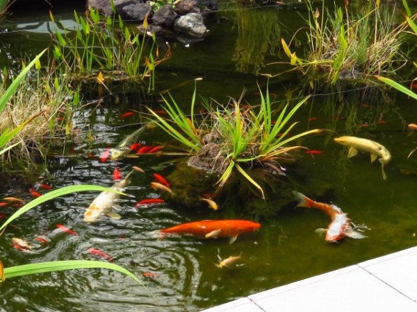 foto nr. 5 van deze Koi Overige , 