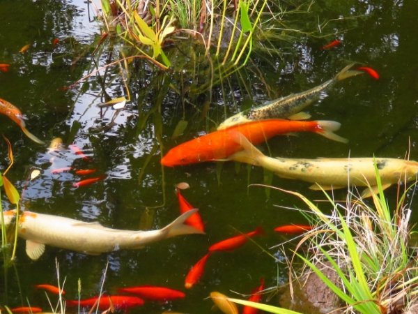 foto nr. 4 van deze Koi Overige , 