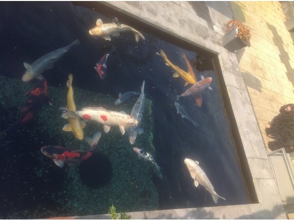 foto nr. 1 van deze Koi Overige , 