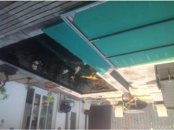 foto nr. 5 van deze Koi Overige , 