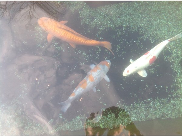 foto nr. 3 van deze Koi Overige , 